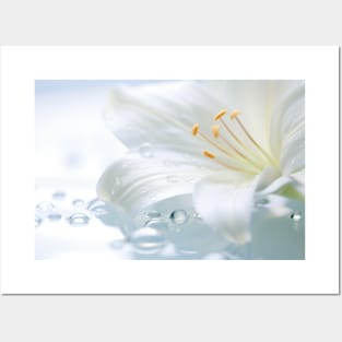 Lilium Flower Petal Nature Serene Calm Posters and Art